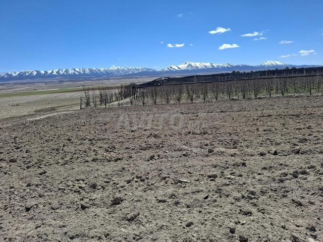 هكتاران فلاحيان موثقان - 2