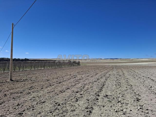 هكتاران فلاحيان موثقان