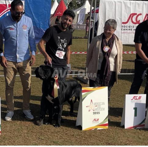 كان كورسو بيدجري - 2