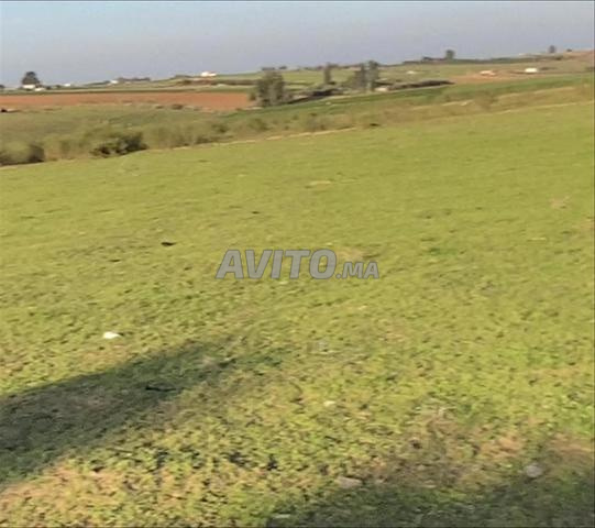 أراضٍ محفظة بشتوكة – للسكن أو الاستثمار الفلاحي - 2