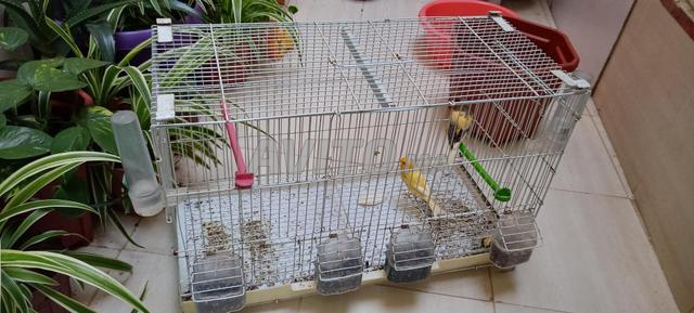2 mâles Canari à vendre