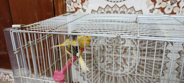2 mâles Canari à vendre - 2