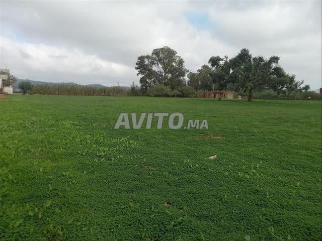 بيع أراضي و ضيعات مسجلة — سيدي رحال - 2
