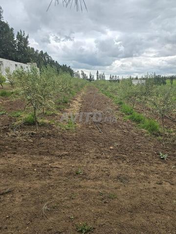 مزرعة مجهزة فرصة بالقرب من الرباط