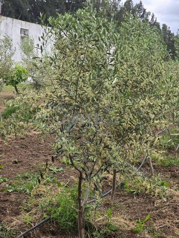 مزرعة مجهزة فرصة بالقرب من الرباط