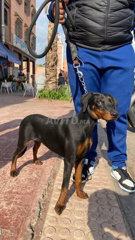 دوبرمان أصيل ذو سجل نسب