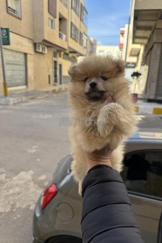 كلب سبيتز بومرينيان - 2