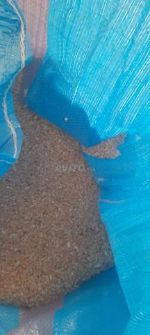 Moutons de race à vendre