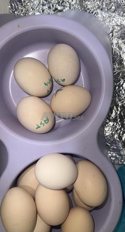 Œufs bio / œufs Australorp noir à vendre 🥚🐔