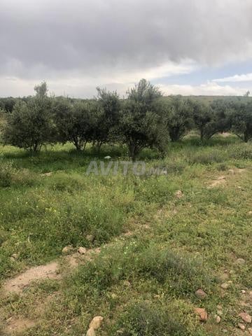 أرض للبيع في طريق أكادير، على بعد 10 دقائق من المحاميد بمراكش.