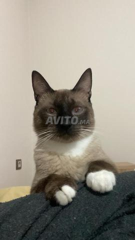 Don chat – Félix - 2