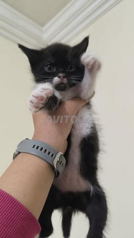 chats pour adoption - 2