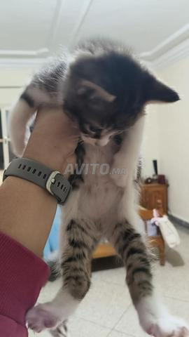 chats pour adoption - 2