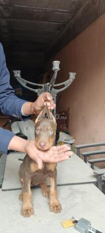 Doberman femelle - 2