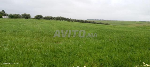 أرض محفظة 2.76 هكتار قرب مطار فاس سايس