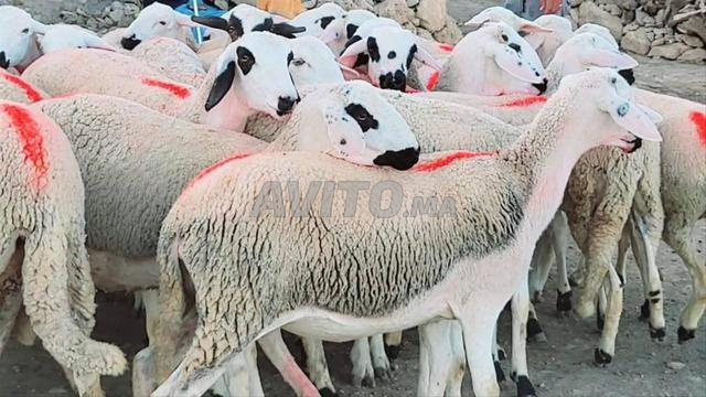 حولية صردية مليحة ضارة