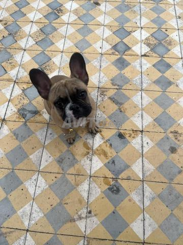 Bouledogue français - 2