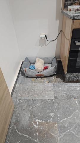 Vends bichon maltais - 2