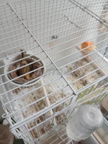 Couple de canaris qui travaillent avec cage de reproduction avec tout le matériel