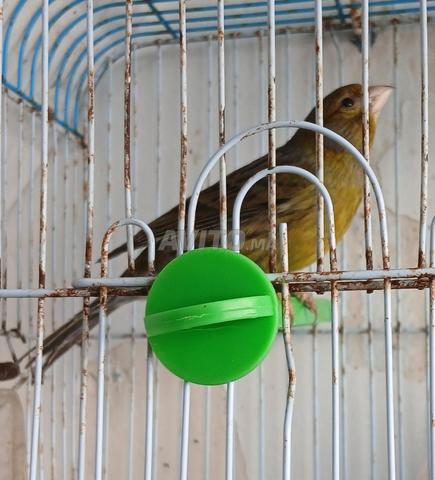 Canari Tembrado libre - 2