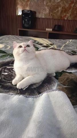 British Shorthair - 2