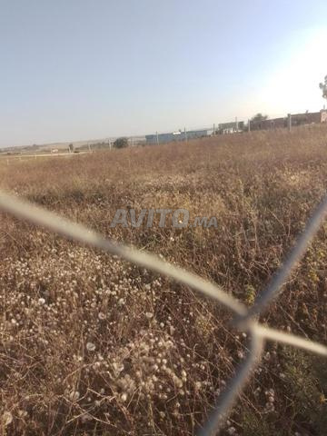 3000m² terres agricoles enregistrées à 7km de Tiflet - 2