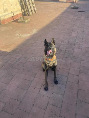 Anti Milano Charboni à vendre - 2