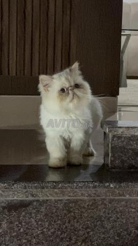 Chat persan femelle - 2