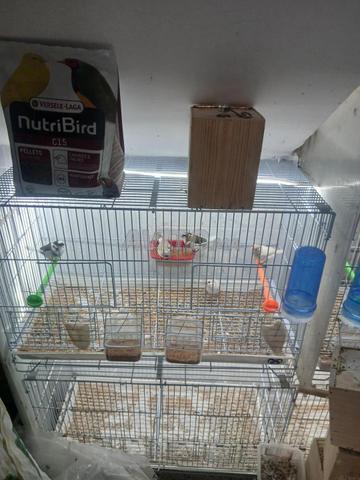 أقفاص سيباراسيون للبيع، لا تزال بحالة جيدة - 2