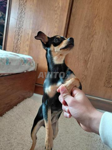 Femelle chihuahua à vendre C'est une femelle chihuahua - 2