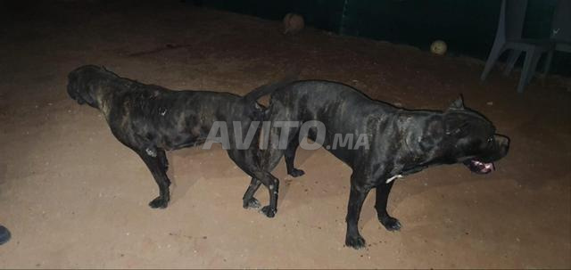 Cani Corso - 2