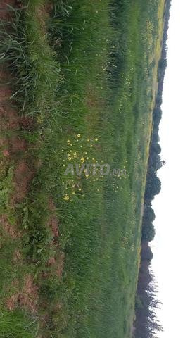 أرض فلاحية 1.5 هكتار للبيع في تامسلوحت - 2