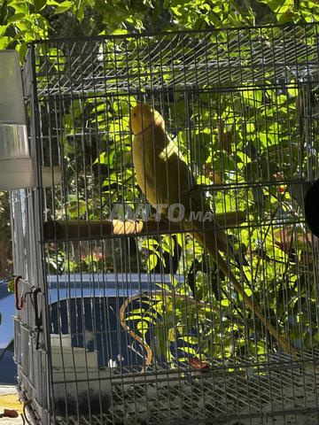 Perruche à collier 2021 - 2