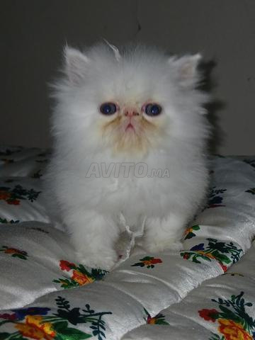 Chatons persans - 2