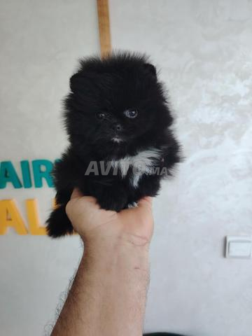 Spitz nain Poméranien - 2