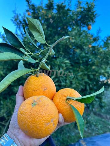 14 hectares titrés à Zaer Ouled Omran - 2