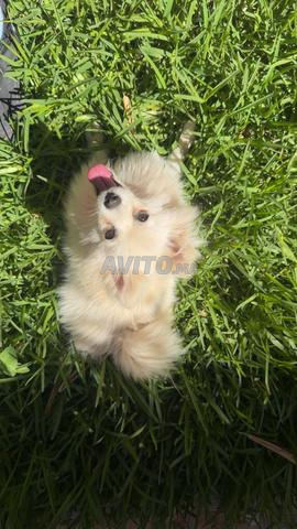 Spitz nain blanc - 2