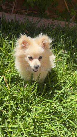 Spitz nain blanc - 2