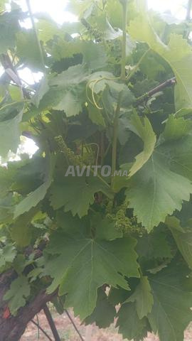 Ferme titrée à Shoul - 2