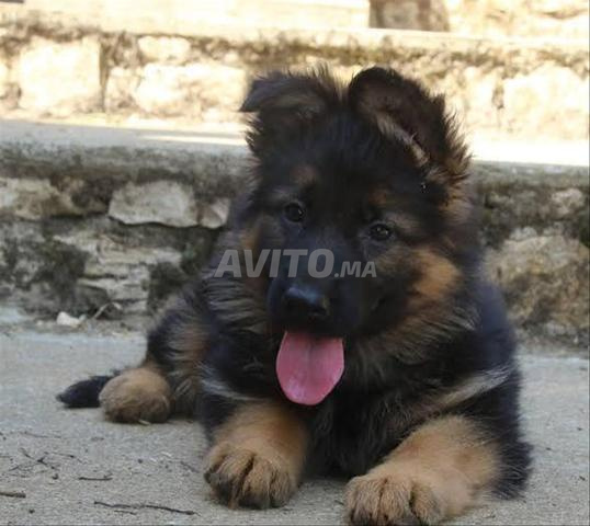 Chiot berger allemand - 2