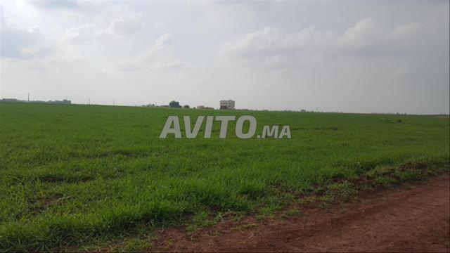 Terrains et fermes agricoles titrés près de El-Biar El-Jadid - 2