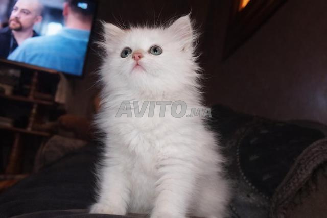 Chatons Angora Persan – 2 mois – Très mignons