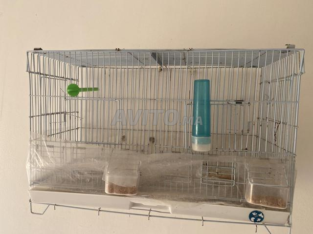 Cage à oiseaux - 2