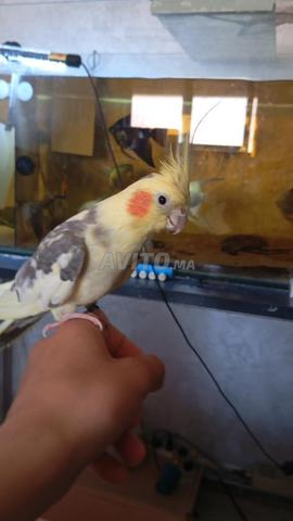 ثمن فيكس طائر - 2