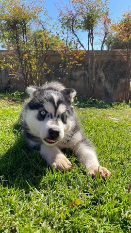 Chiot femelle husky - 2
