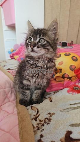 Chat domestique à poil long - 2