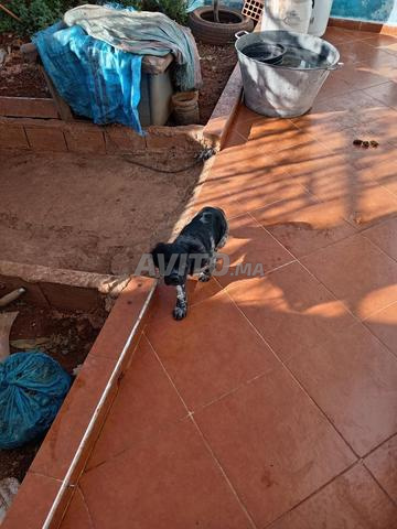 Chien de chasse - 2