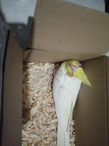 Colombs lutino œil rouge - 2