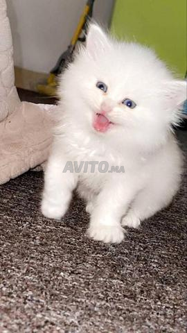 Chat angora turc blanc