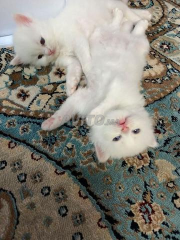 Chat angora turc blanc - 2